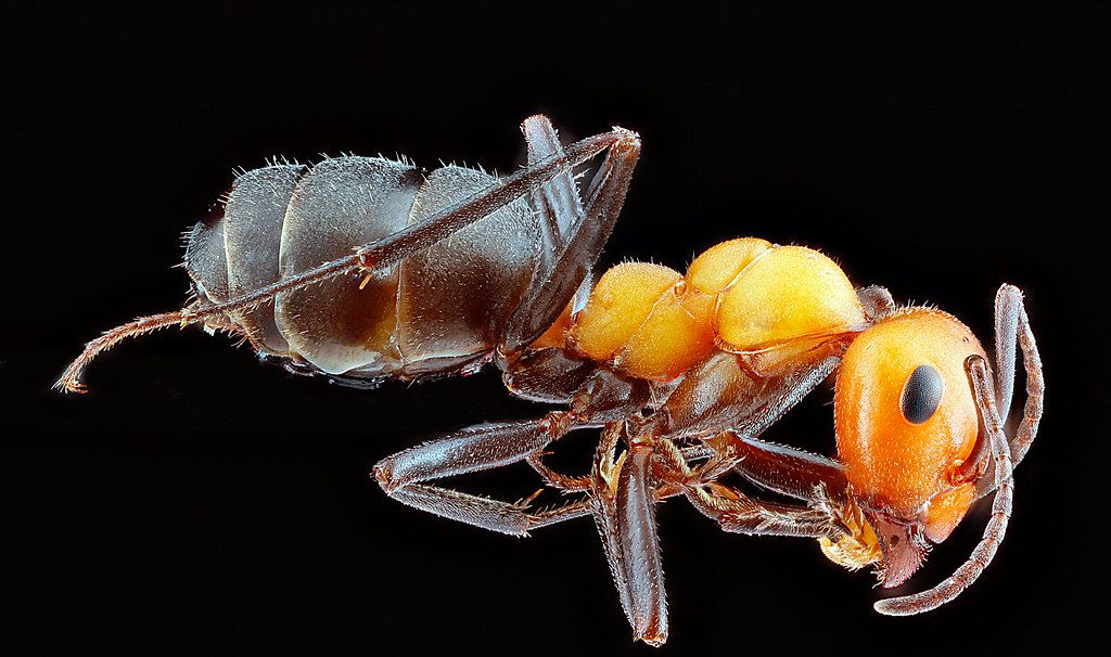 Ant Control service in Farmington, NM