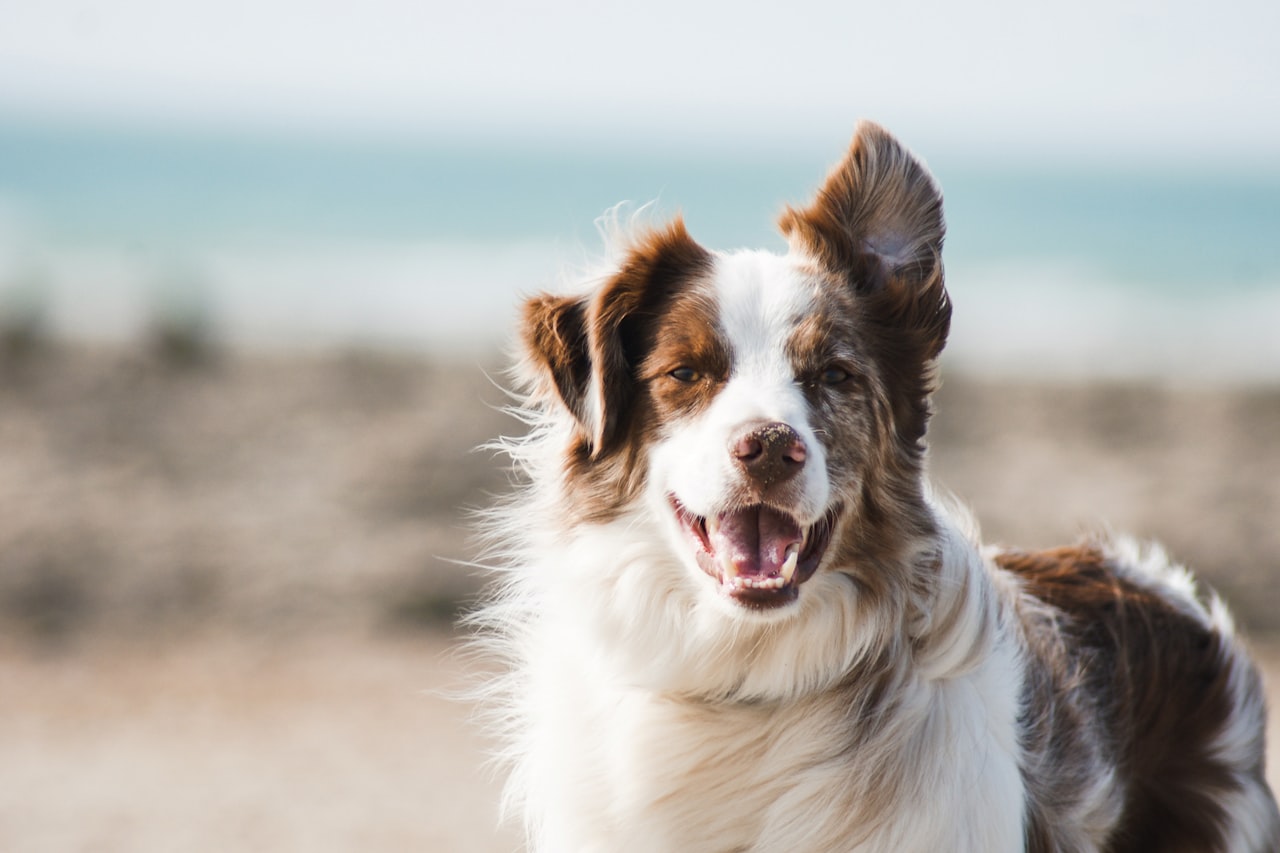 Flea & Tick Control service in Farmington, NM