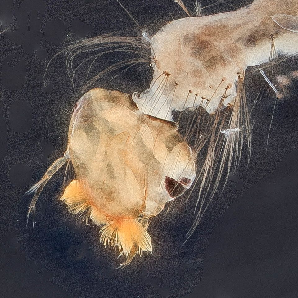 Mosquito Control service in Farmington, NM
