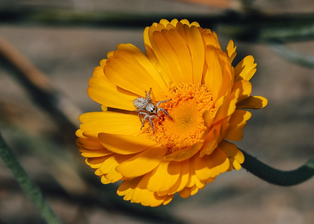 Spider Control service in Farmington, NM